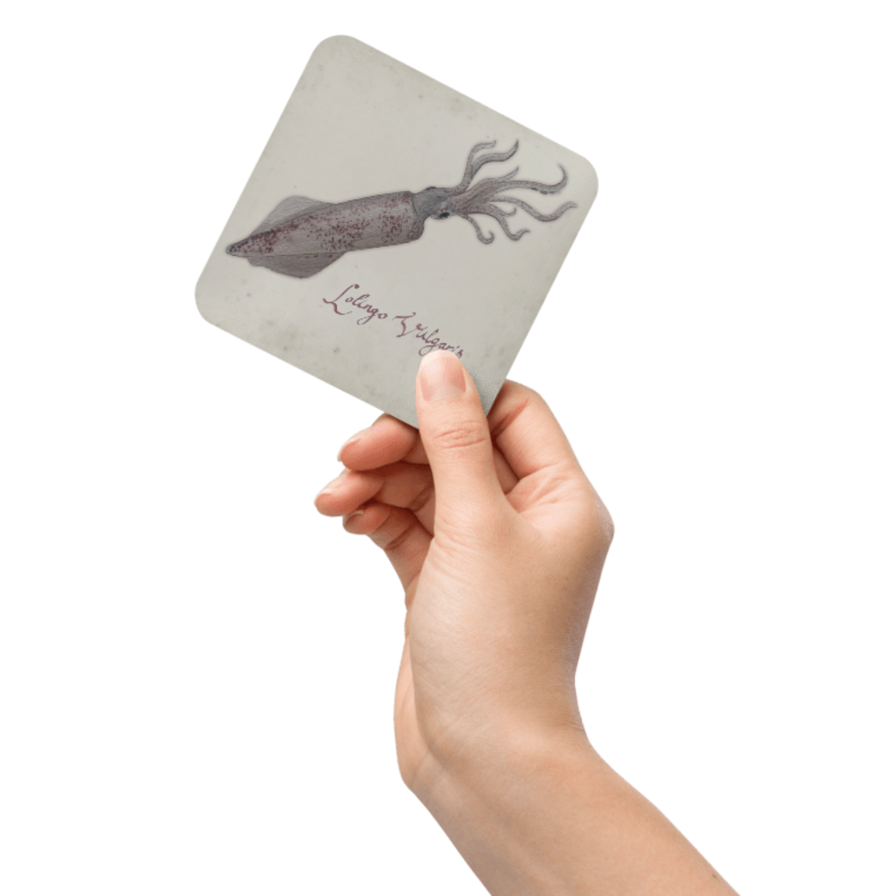 Cork-back coaster Johndory I Fish